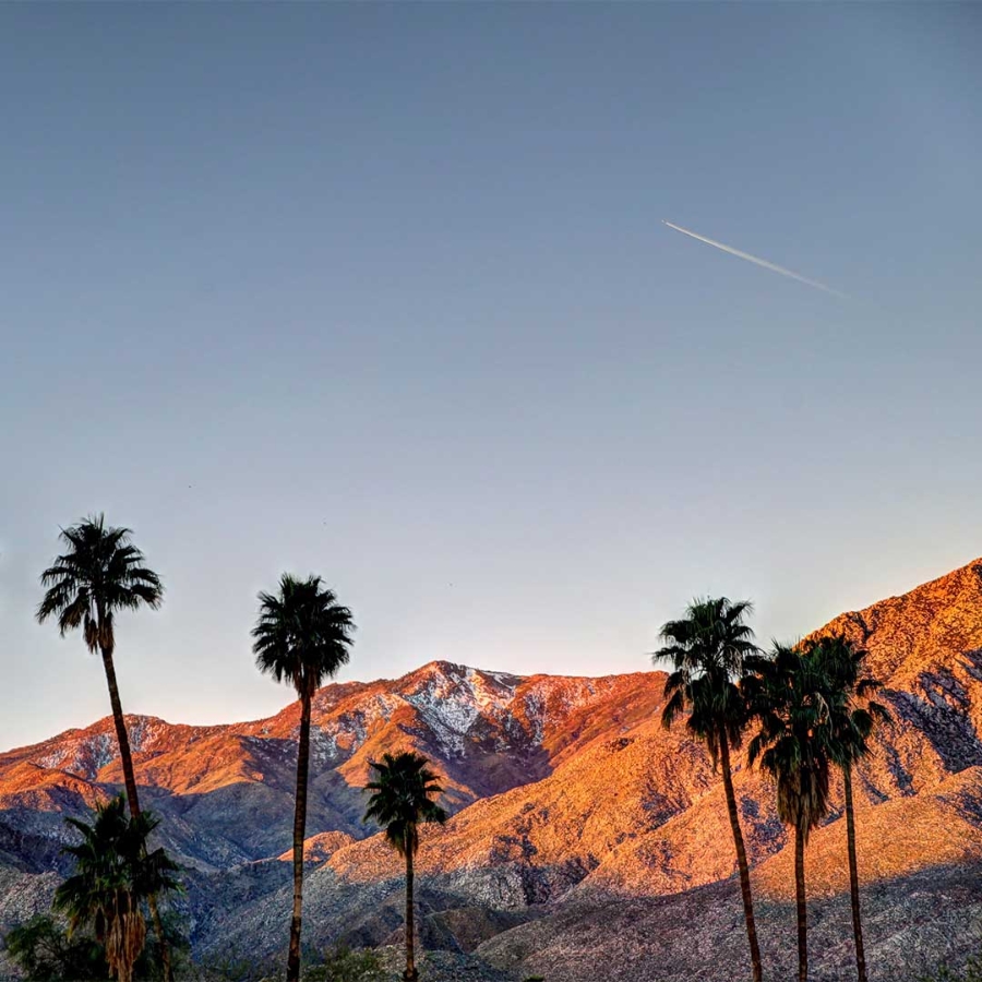 Palm trees in front of mountains